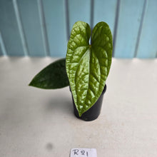 Load image into Gallery viewer, #R21 Anthurium Ochranthum x Luxurians