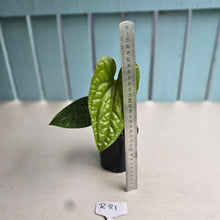 Load image into Gallery viewer, #R21 Anthurium Ochranthum x Luxurians