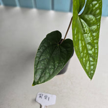 Load image into Gallery viewer, #R21 Anthurium Ochranthum x Luxurians
