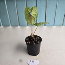 Load image into Gallery viewer, #R21 Anthurium Ochranthum x Luxurians