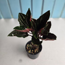Load image into Gallery viewer, #D448 Peperomia Rugosa Ecuador