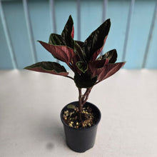 Load image into Gallery viewer, #D448 Peperomia Rugosa Ecuador