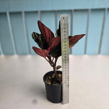 Load image into Gallery viewer, #D448 Peperomia Rugosa Ecuador