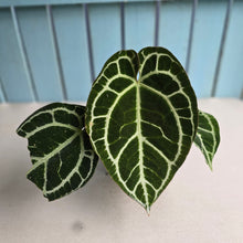 Load image into Gallery viewer, #D84 Anthurium Crystallinum Cape Oasis x - With Pup