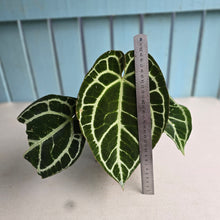Load image into Gallery viewer, #D84 Anthurium Crystallinum Cape Oasis x - With Pup