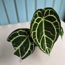 Load image into Gallery viewer, #D84 Anthurium Crystallinum Cape Oasis x - With Pup