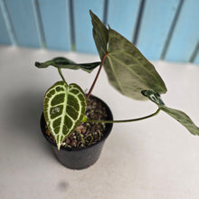 Load image into Gallery viewer, #D84 Anthurium Crystallinum Cape Oasis x - With Pup