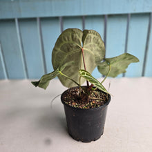 Load image into Gallery viewer, #D84 Anthurium Crystallinum Cape Oasis x - With Pup