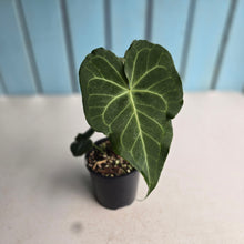 Load image into Gallery viewer, #R40 Anthurium Clarinervium x
