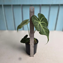 Load image into Gallery viewer, #R40 Anthurium Clarinervium x