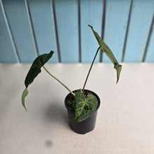 Load image into Gallery viewer, #R40 Anthurium Clarinervium x