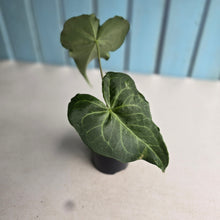 Load image into Gallery viewer, #R40 Anthurium Clarinervium x