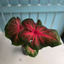 Load image into Gallery viewer, #R433 Caladium - Possibly Postman Joyner