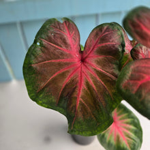 Load image into Gallery viewer, #R433 Caladium - Possibly Postman Joyner