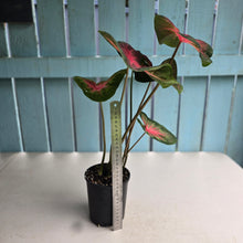 Load image into Gallery viewer, #R433 Caladium - Possibly Postman Joyner