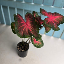 Load image into Gallery viewer, #R433 Caladium - Possibly Postman Joyner