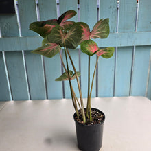 Load image into Gallery viewer, #R433 Caladium - Possibly Postman Joyner