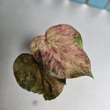 Load image into Gallery viewer, #R99 Caladium - Greg Oldano Hybrid