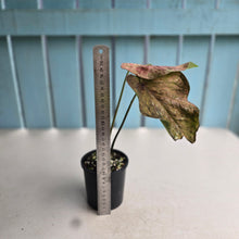 Load image into Gallery viewer, #R99 Caladium - Greg Oldano Hybrid