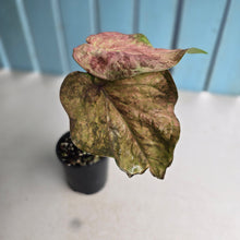 Load image into Gallery viewer, #R99 Caladium - Greg Oldano Hybrid