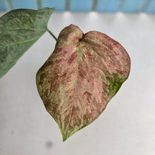 Load image into Gallery viewer, #R99 Caladium - Greg Oldano Hybrid