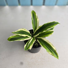Load image into Gallery viewer, #R23 Variegated Kaempferia Gilbertii Tricolor