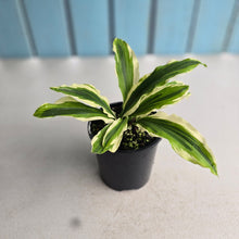Load image into Gallery viewer, #R23 Variegated Kaempferia Gilbertii Tricolor