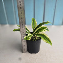 Load image into Gallery viewer, #R23 Variegated Kaempferia Gilbertii Tricolor