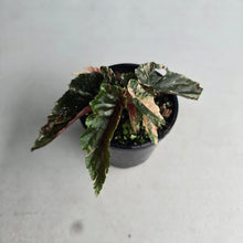 Load image into Gallery viewer, #D4 Begonia 'Ginny Galaxy'