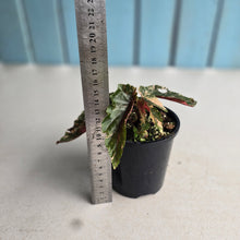 Load image into Gallery viewer, #D4 Begonia 'Ginny Galaxy'