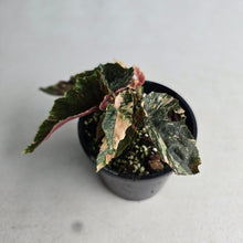 Load image into Gallery viewer, #D4 Begonia 'Ginny Galaxy'