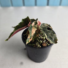 Load image into Gallery viewer, #D4 Begonia 'Ginny Galaxy'