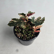 Load image into Gallery viewer, #D4 Begonia 'Ginny Galaxy'