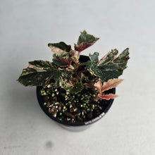 Load image into Gallery viewer, #D4 Begonia 'Ginny Galaxy'