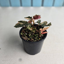 Load image into Gallery viewer, #D4 Begonia 'Ginny Galaxy'