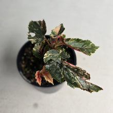 Load image into Gallery viewer, #D4 Begonia 'Ginny Galaxy'
