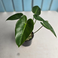 Load image into Gallery viewer, #RB8 Philodendron Corcovadensis