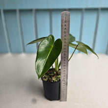 Load image into Gallery viewer, #RB8 Philodendron Corcovadensis