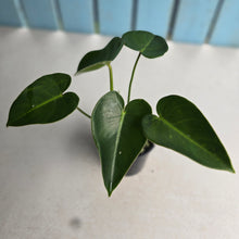 Load image into Gallery viewer, #RB8 Philodendron Corcovadensis