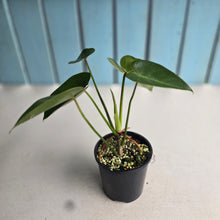 Load image into Gallery viewer, #RB8 Philodendron Corcovadensis