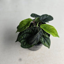 Load image into Gallery viewer, #R80 Three x Headed Piper Parmatum