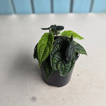 Load image into Gallery viewer, #R80 Three x Headed Piper Parmatum