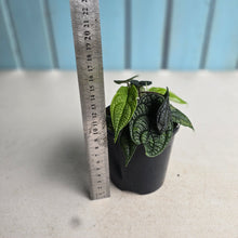 Load image into Gallery viewer, #R80 Three x Headed Piper Parmatum