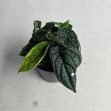 Load image into Gallery viewer, #R80 Three x Headed Piper Parmatum