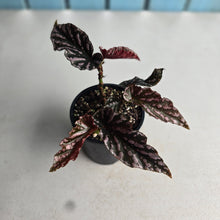 Load image into Gallery viewer, #R52 Begonia 'Pink Kiss'