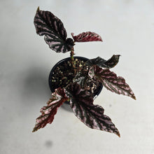 Load image into Gallery viewer, #R52 Begonia 'Pink Kiss'