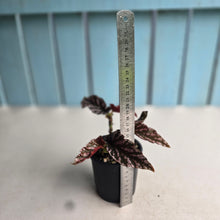 Load image into Gallery viewer, #R52 Begonia 'Pink Kiss'