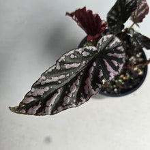 Load image into Gallery viewer, #R52 Begonia 'Pink Kiss'