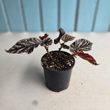 Load image into Gallery viewer, #R52 Begonia 'Pink Kiss'