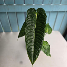 Load image into Gallery viewer, #D85 Large Anthurium Veitchii